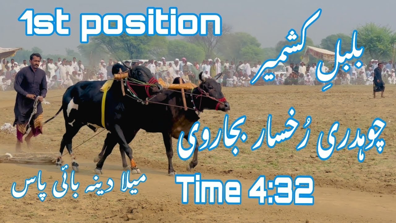 Ch Rukhsar Bulbly kashmir | 1st position | ch rukhsar sahb bjarvi islamghar | mela ...