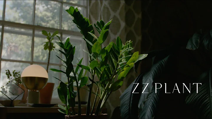 How to care and style your ZZ Plant