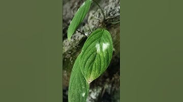 Homalomena asperifolia sp di alam tapanuli selatan, tanaman langka dengan daun yang unik
