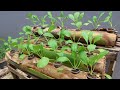 Skill for growing vegetables in banana tree, fast and simple
