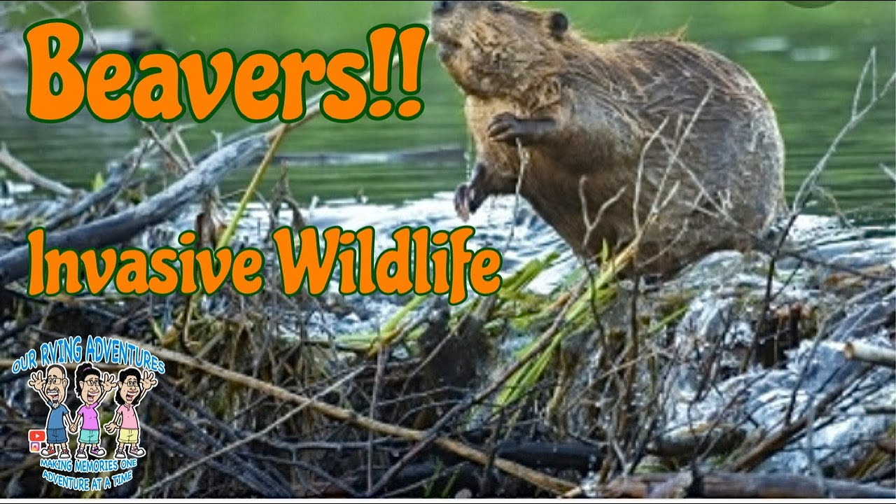 Beavers are Invasive Wildlife / Clearing a Beaver Dam - YouTube