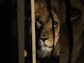 ❤️Лев Тигран. В сонные глаза в глаза. #shorts #lions #shortvideo #animals #левтигран