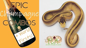 Epic Champagne Ball pythons (including some world firsts)!