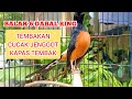 Masteran Murai Batu Balak Dabal Ring Gacor Mp3 - Mp4 Download