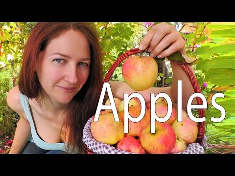Video: Čo sú divé jablká – Zistite viac o druhoch divých jabloní