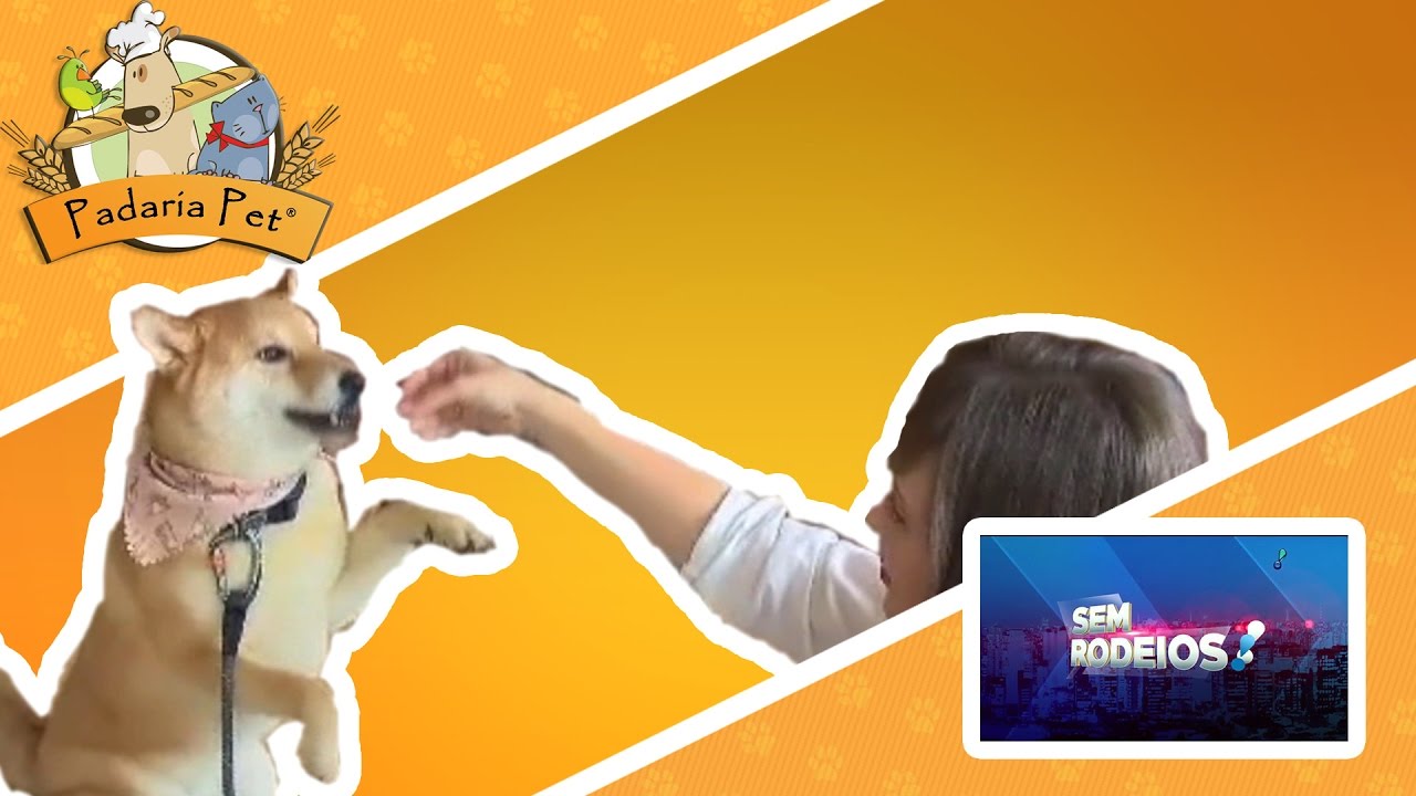 gatos feos Padaria Pet - Sem Rodeios - 31/08/2016