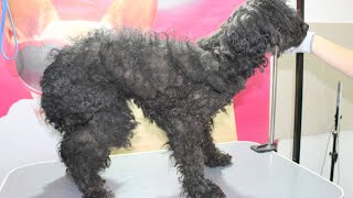 The Most Neglected Dog Find On The Street * AMAIZING Grooming Transformation* #rescuedog by Leni Grooming 3,484 views 3 months ago 13 minutes, 14 seconds