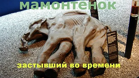 Мамонтёнок застывший во времени  Документальный фильм National Geographic
