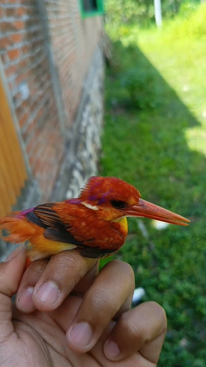 rilis tengkek udang mini punggung merah