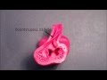 Heart Embryology Animation