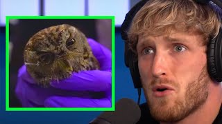 Logan Paul Rescued An Owl