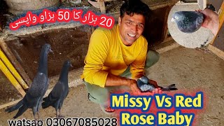 Missay Kabotar Vs Red Rose Breed || 20 Hazar Ka 50 Hazar Du ga 😳