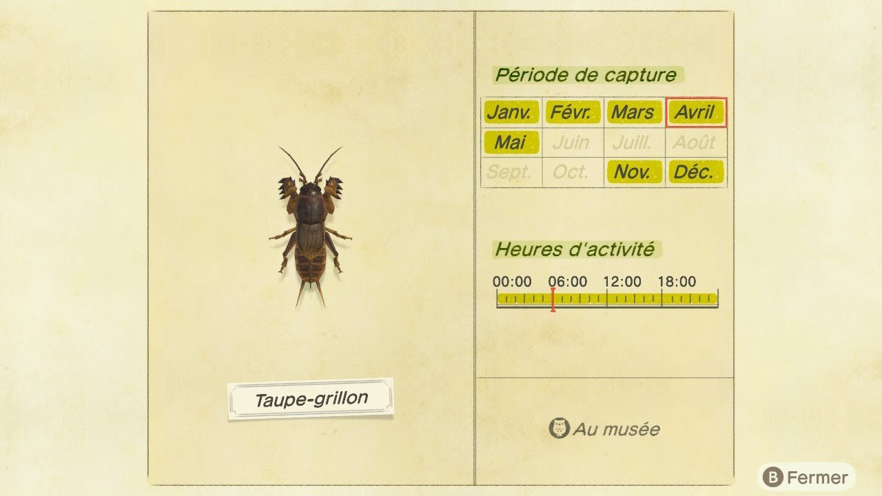 COMMENT ATTRAPER UNE TAUPE GRILLON ANIMAL CROSSING NEW HORIZONS YouTube — free download