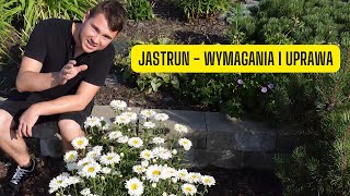 Jastrun czyli Złocień – wymagania i uprawa (Piękna bylina o kwiatach przypominających rumianek) screenshot 1