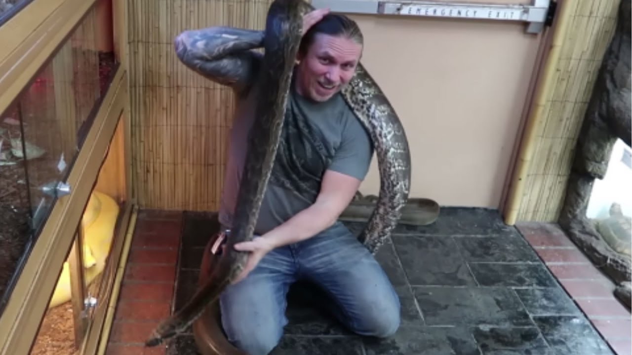pet snakes and dogs BIG PYTHON SNAKE WRESTLE!!! | BRIAN BARCZYK