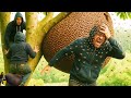 Risking Our Lives for Jungle Honey – Extreme Tree Climbing in Southeast Asia!