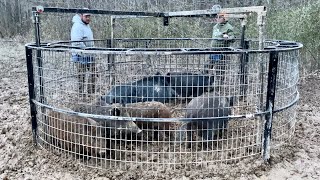 Another huge wild boar and his sounder. (25 total)