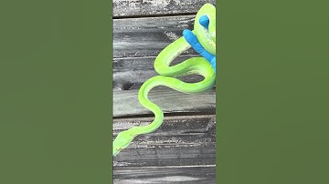 Green Tree Python Aru x Biak | 2020 Holdback