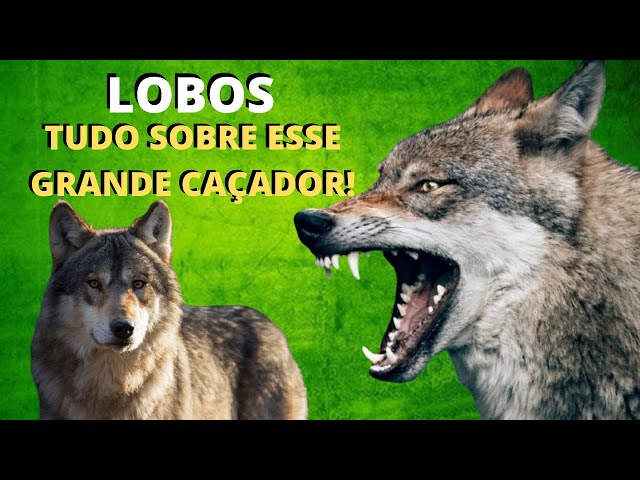 Lobo - Por Tudo Que For