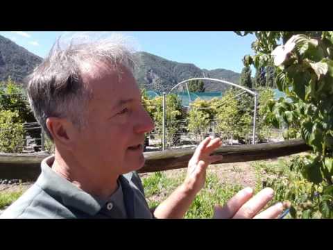 Video: Problema di corniolo fiorito - I fiori degli alberi di corniolo non sbocciano o non si formano
