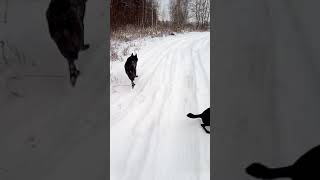 неправильный волк XD #волкдома #канадскийволк #wolf #canadianwolf #blackwolf