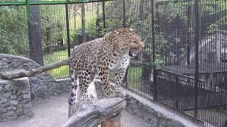 Дальневосточный леопард. 31.05.2024 by Сергей Ильтяков 187 views 6 hours ago 2 minutes, 47 seconds