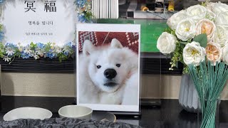 My Beloved Dog Crossed the Rainbow Bridge by 사모예드 티코 2,589,813 views 1 year ago 6 minutes, 37 seconds