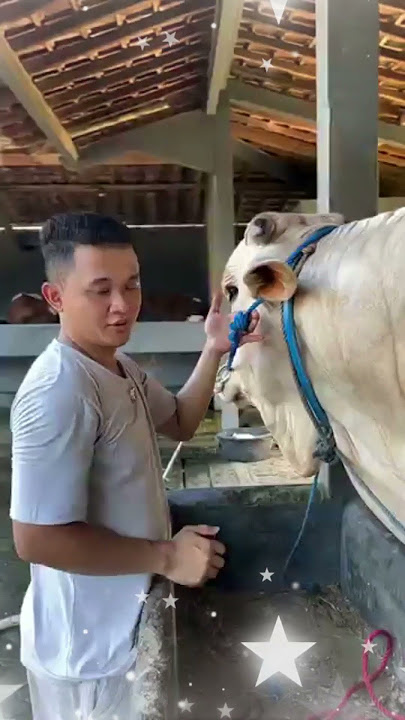 YANG DILAKUKAN KANDANG SETIA FARM JIKA ADA SAPI BARU #shorts #artis #sapi #setiafarm #irfan