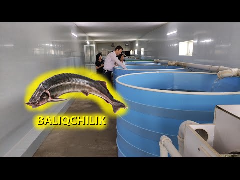 Video: Yangi Boshlanuvchilar Uchun Sho'r Suvli Baliqlar: Kardinal Baliqlar (Family Apogonidae)