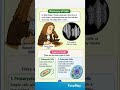What is a Cell??