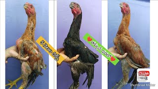Parrot Beak Long Tail Chicks | 8639717935 | Video 2141 | Rythu Market 2