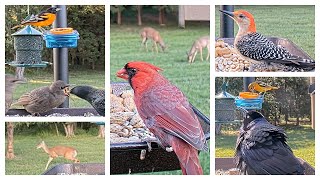 Live Bird Feeder and Wildlife Cam HIGHLIGHTS - Week of 05-21-23