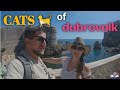 A Fortress Made For Protecting Cats || The City Of Cats: Dubrovnik