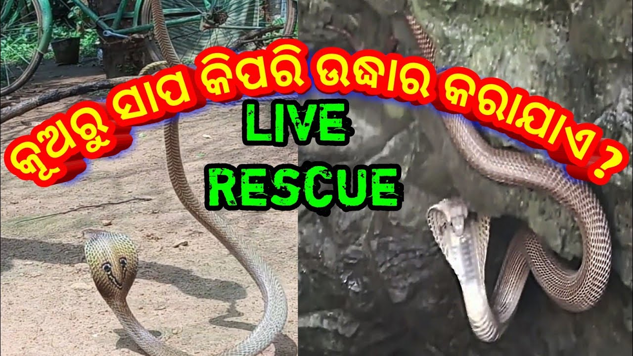 camera iphone 8 plus apk କୂଅ ଭିତରୁ ନାଗସାପ ଉଦ୍ଧାର |