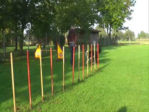 Agility - Slalom rückwärts