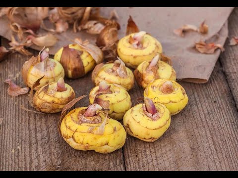 Когда и как нужно очищать луковицы гладиолуса от старой шелухи.