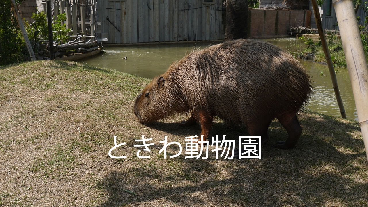 ときわ動物園に行ってきた。シロテテナガザルがかわいかった。