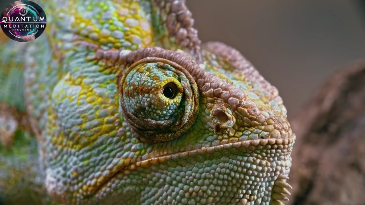 Chameleon Closeup: Calcium-Phosphoricum | 5 Minutes of Relaxing Nature
