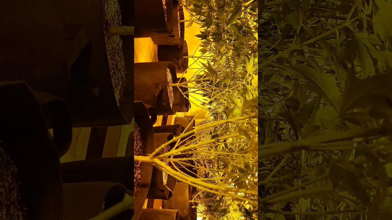 Defoilate and lollipop basic cleanup for flowering medical marijuana