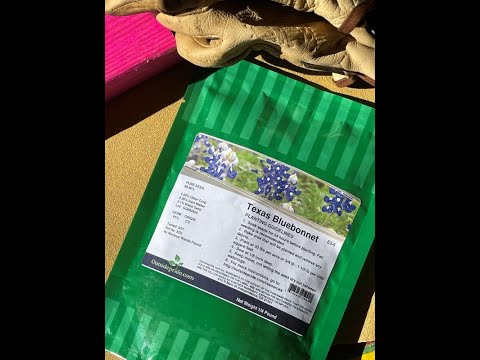 Video: Hoe groei Bluebonnets in Texas?