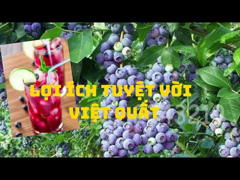Video Cách Trồng Cây Việt Quất | Cây Giống Vũ Tiến - youtube