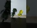 ola