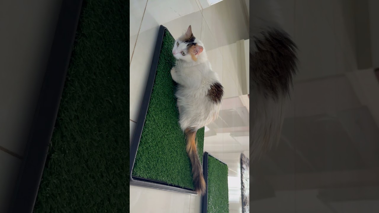 BI OCEANIC | Indoor Pet Grass Mat – Luxury Lifestyle Product Video