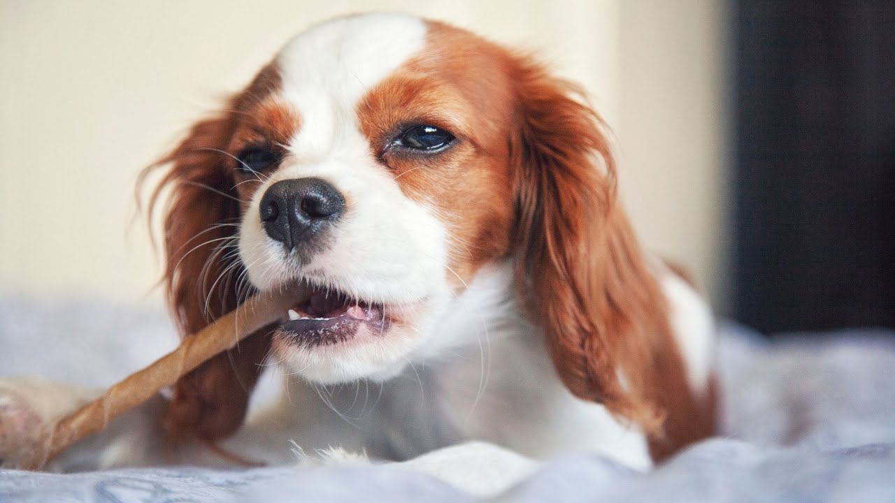 Do Cavalier King Charles Spaniels Shed A Lot YouTube