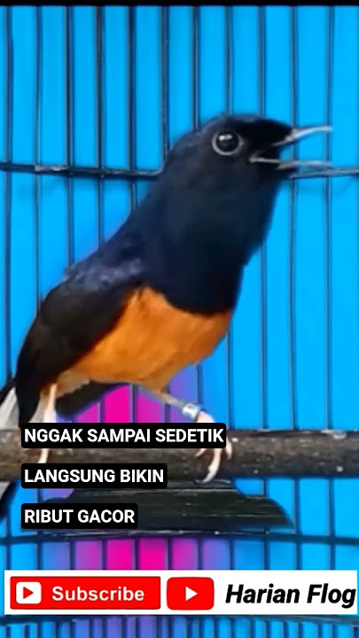 nggak sampai sedetik sudah bikin ribut murai batu gacor #short #shorts #shortsvideo