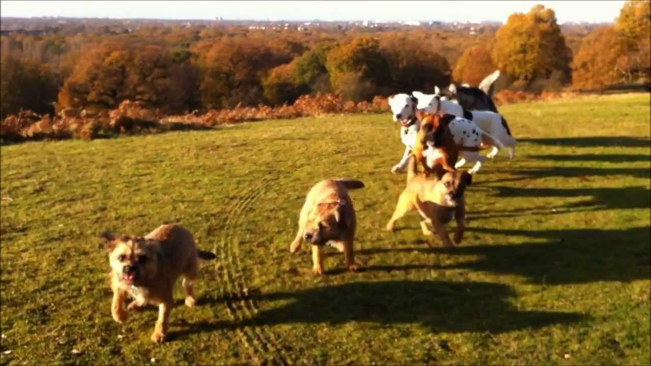 The Alpha Pack "Pack Behaviour" YouTube