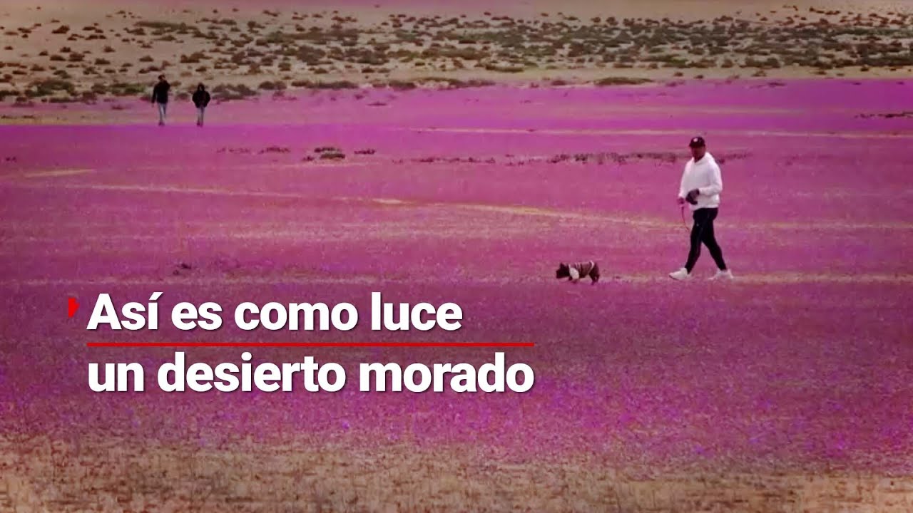 ¡Un lugar diferente! | Desierto de Atacama comienza a PINTARSE con el MORADO de sus flores
