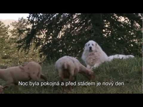 Video: Prolínají horští psi?