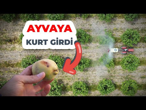 Video: Ayva Meyvesi Nedir: Büyüyen Ayva Ağaçları Hakkında Bilgi Edinin