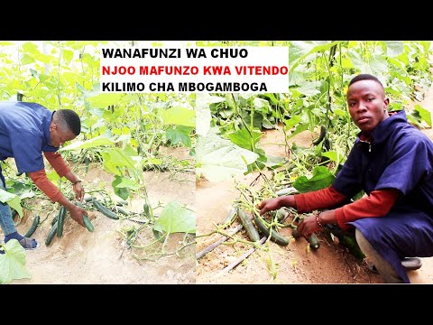 Video: Matunzo ya Matango Yaliyopandwa kwenye Begi – Jinsi ya Kukuza Matango kwenye Mifuko